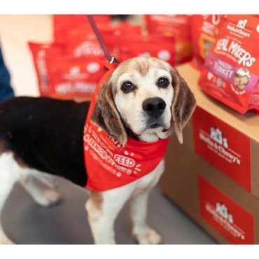 Black Podcasting - Marie Moody of #StellaandChewys talks #AdoptASeniorPetMonth - #ConversationsLIVE