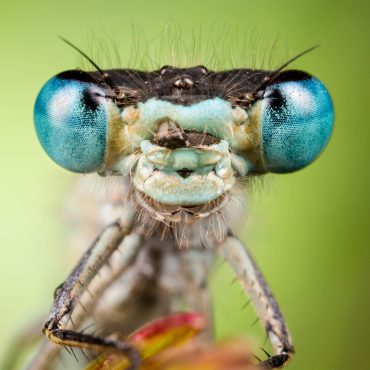 Natural Intelligence: What we and AI can learn from nature Black Podcasting - Natural Intelligence: What we and AI can learn from nature