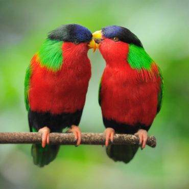 The birds and the bees Black Podcasting - The birds and the bees