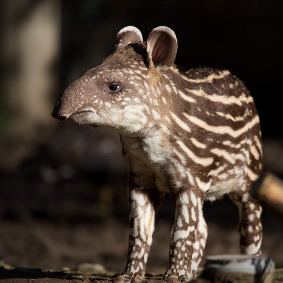 Black Podcasting - Uncovering the mysteries of the animal kingdom