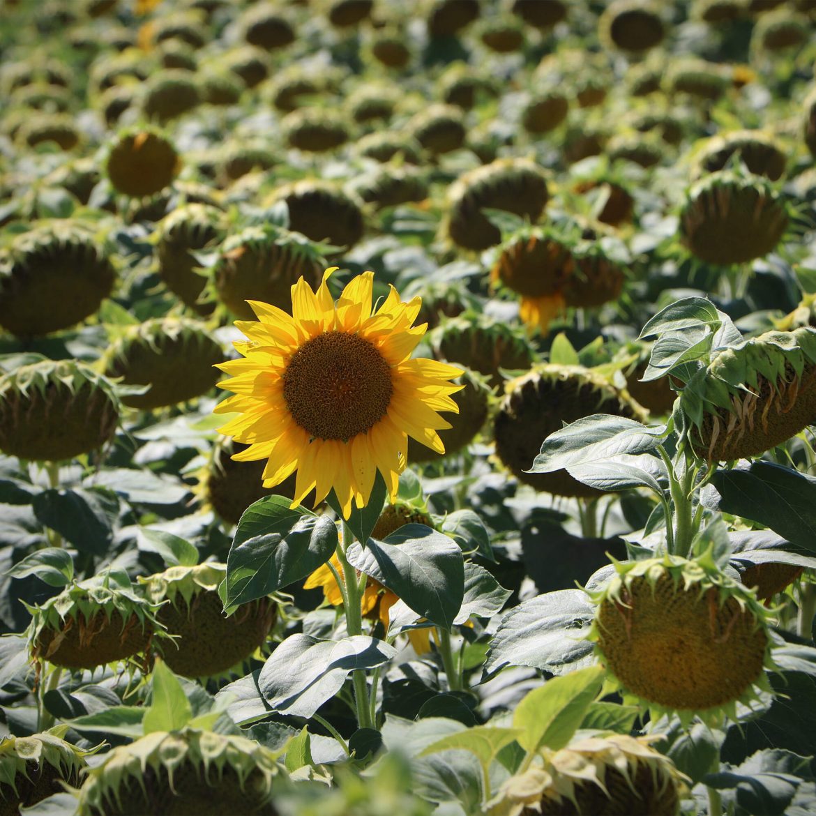 Black Podcasting - How to find joy and success as a late bloomer