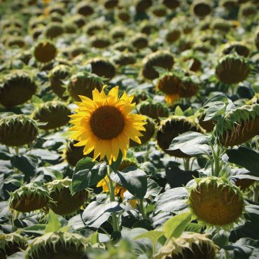 Black Podcasting - How to find joy and success as a late bloomer