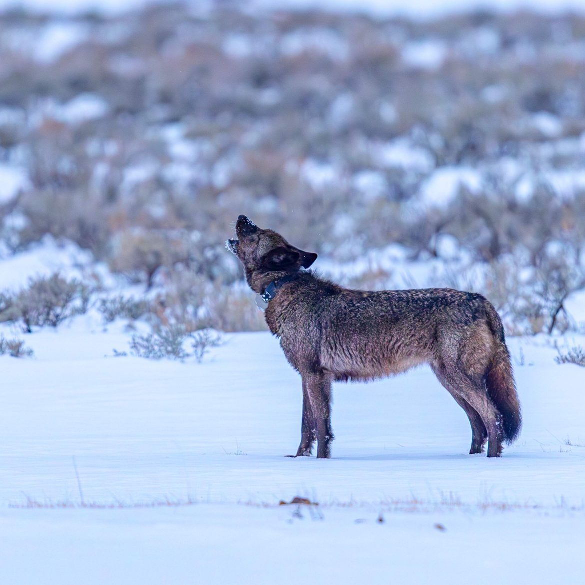 Black Podcasting - Decoding nature’s hidden patterns