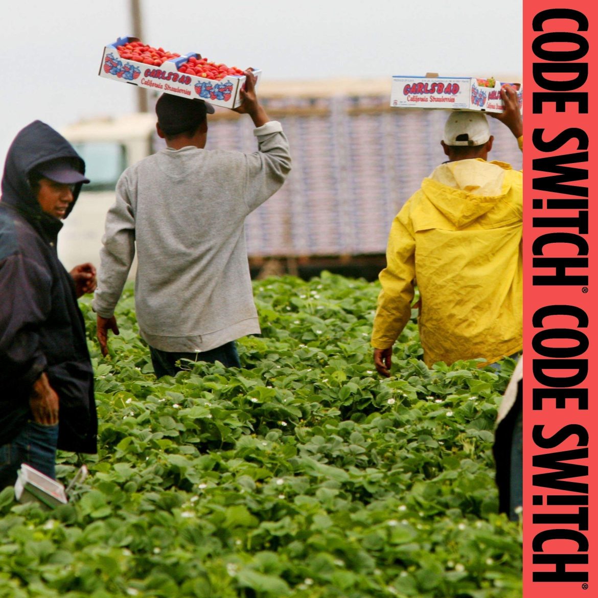 Black Podcasting - How farm work became the exception to Trump's border crackdown